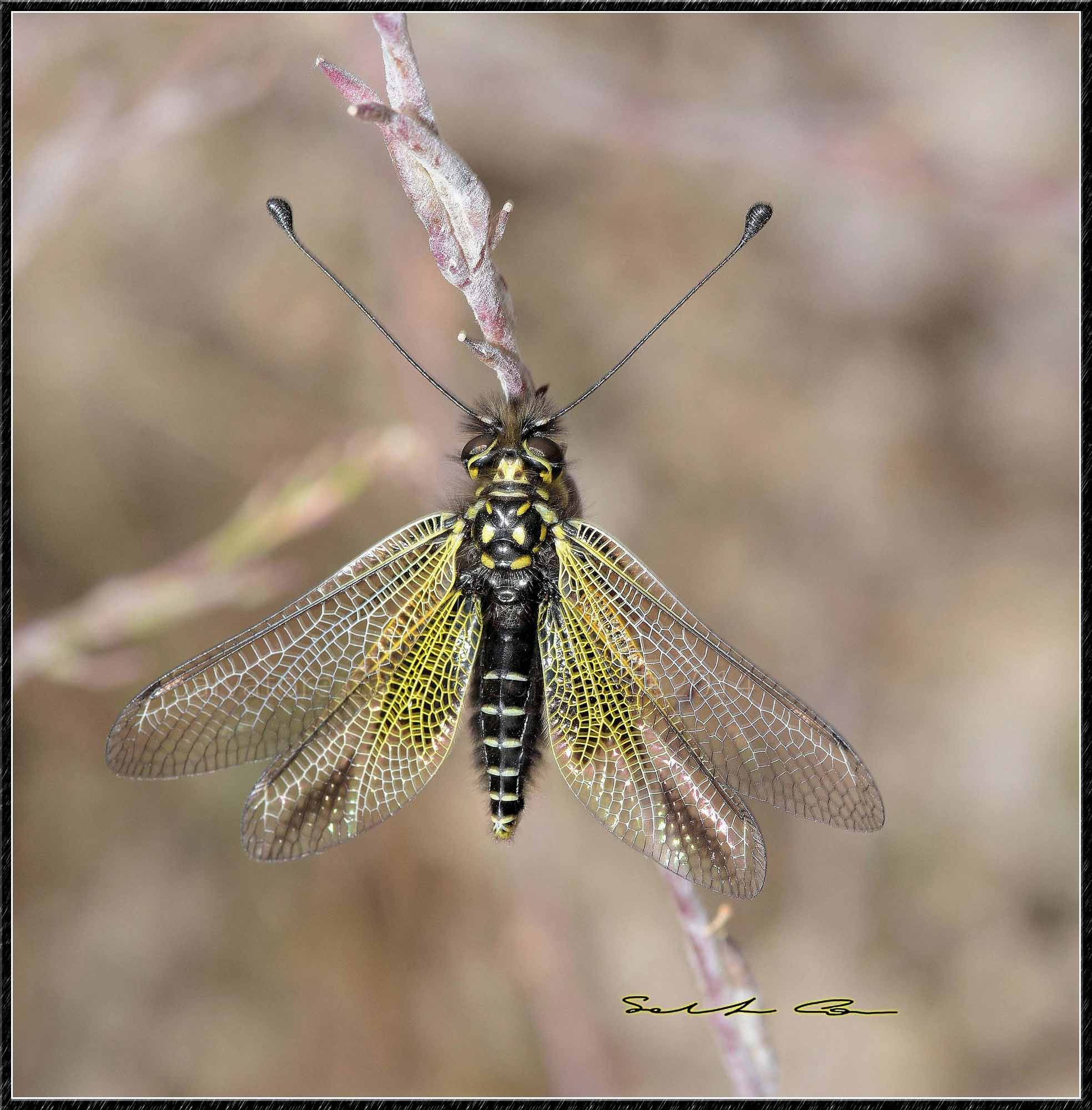 Libelloides corsicus